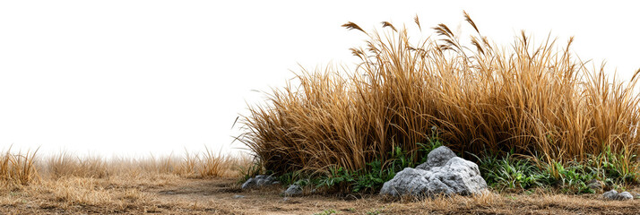 Lush grass and plants against a dark background create a serene atmosphere. Png, Isolated on background.
