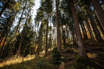 Fototapeta premium Tall trees in a dense forest. Sunlight filters through the canopy
