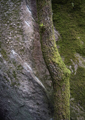 An oak tree grows against a moss covered granite wall