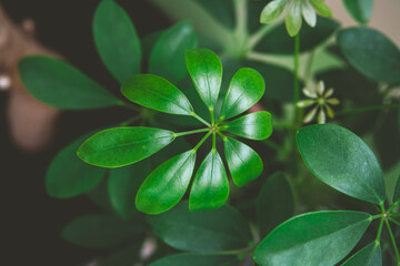 Vibrant green leaves of a schefflera arboricola plant create a captivating natural pattern, showcasing the intricate arrangement of its foliage