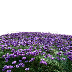 Obraz premium A large field of purple flowers and green grass isolated transparent background