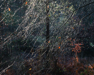Natural abstract pattern formed by a network of twigs filled with raindrops