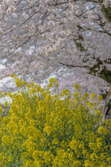 春の二重奏 満開の桜と菜の花
