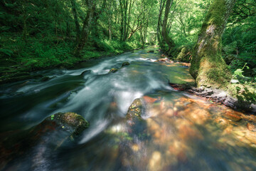Straight stretch between forests and transparent waters in a mountain river