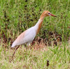 Bird Cattle Egret 