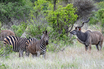 Kruger National Park, South Africa. Group of zebras and Greater Kudu in african savanna