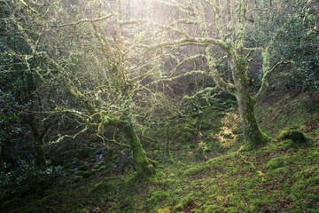 The winter sun illuminates the lichen covered branches of some oak trees