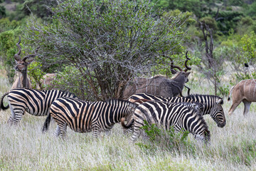 Group of zebras and Greater Kudu in african savanna, Kruger National Park, South Africa