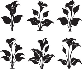set of calla lily flower silhouette, black and white silhouette, vector and illustration