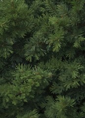  Lush green pine branches, close-up, natural texture,  branches,  image,  foliage