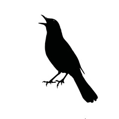 Obraz premium Solid black silhouette of a blackbird singing, Vector Graphic