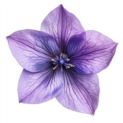 Close-up of a vibrant purple flower with delicate veining