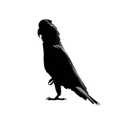 Obraz premium Solid black silhouette of a cockatoo playful, Vector Graphic