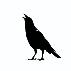 Obraz premium Solid black silhouette of a crow cawing, Vector Graphic