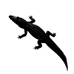 Fototapeta premium Solid black silhouette of a crocodile lurking, Vector Graphic