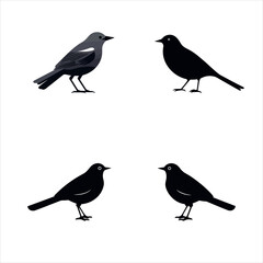 Bird silhouette illustrator design
