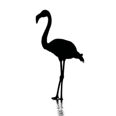 Solid black silhouette of a flamingo filtering, Vector Graphic