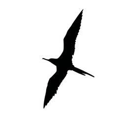 Solid black silhouette of a frigatebird soaring, Vector Graphic