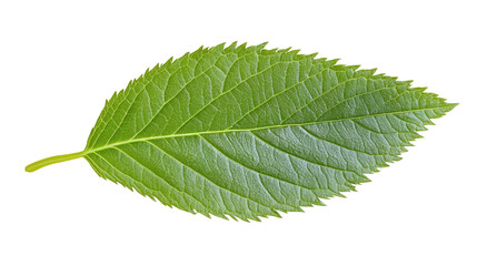 Fototapeta premium Close-up of a vibrant green leaf showcasing its intricate texture and structure