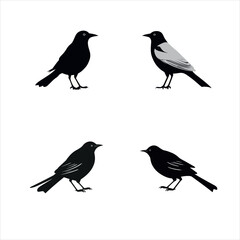 Bird silhouette illustrator design