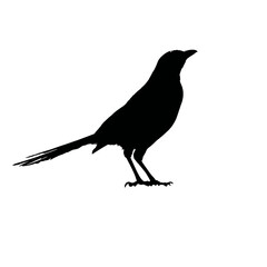 Solid black silhouette of a magpie curious, Vector Graphic