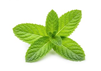 Fresh Green Mint Leaves Sprig Isolated White Background Herb Food Leaf Plant Aroma Spice Nature