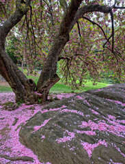 Central Park in spring, blooming cherry tree