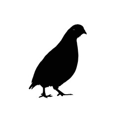 Obraz premium Solid black silhouette of a quail hiding, Vector Graphic