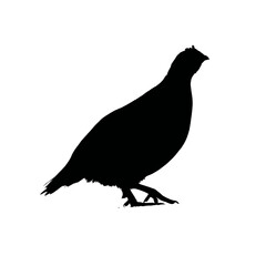 Obraz premium Solid black silhouette of a quail hiding, Vector Graphic