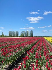 Tulip fields against blue sky