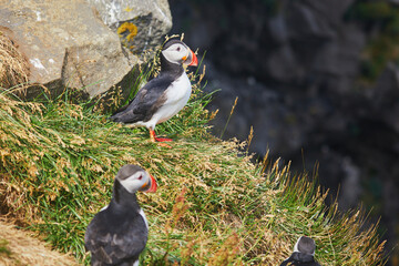 Atlantic Puffins birds or common puffins in nature background at Dirholaey in Iceland. Iceland and Norway most popular birds.