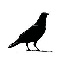 Fototapeta premium Solid black silhouette of a raven mysterious, Vector Graphic