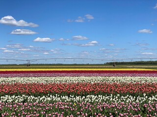 Field of tulips in Belarus, irrigation system in the background