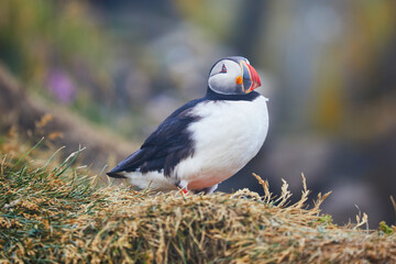 Atlantic Puffins birds or common puffins in nature background at Dirholaey in Iceland. Iceland and Norway most popular birds.