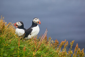 Atlantic Puffins birds or common puffins in nature background at Dirholaey in Iceland. Iceland and Norway most popular birds.