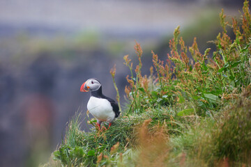 Atlantic Puffins birds or common puffins in nature background at Dirholaey in Iceland. Iceland and Norway most popular birds.