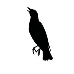 Solid black silhouette of a starling murmuring, Vector Graphic