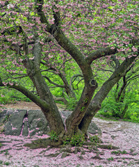 Fototapeta premium Central Park in spring, blooming cherry tree