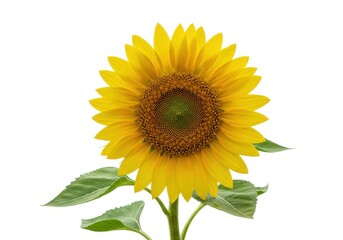 Fototapeta premium Vibrant Yellow Sunflower Isolated on White Background Blooming Summer Flower Nature Photography Seed