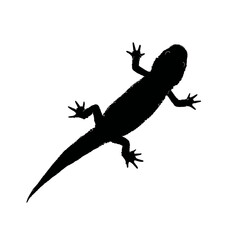 Fototapeta premium Solid black silhouette of an axolotl cute, Vector Graphic