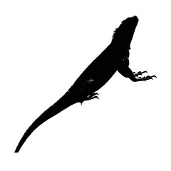 Solid black silhouette of an iguana basking, Vector Graphic