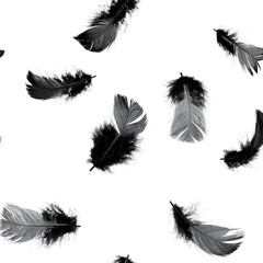 Obraz premium Feathers various shapes and sizes create delicate and soft pattern against transparency background, evoking sense of lightness and elegance. intricate details of each feather add to overall beauty