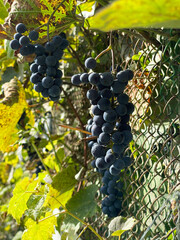 Ripe grapes on the vine on a sunny day