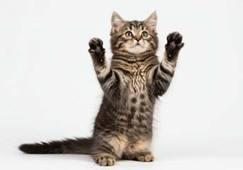 Fototapeta premium Adorable Tabby Kitten Playing Cute Paws Up Happy Pet Animal cat cat grey small young brown white