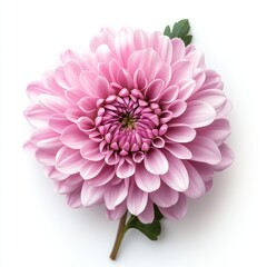 Light Pink Chrysanthemum Blossom on White Background