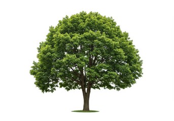 Fototapeta premium Majestic Green Maple Tree Isolated on White Background Lush Foliage Nature Photography Spring Summer