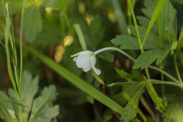 spring flower