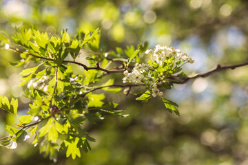 blooming apple tree
