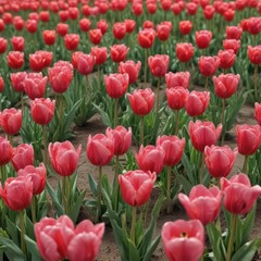 Fototapeta premium Vibrant spring tulips in a neat row, close-up view, macro, outside