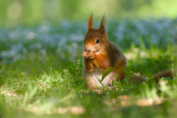 curious cute red squirrel is sitting on the daisy meadow close-up